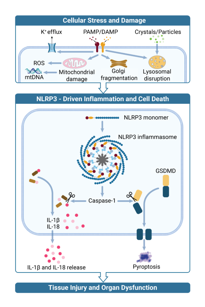 NLRP3 - Ventus Therapeutics