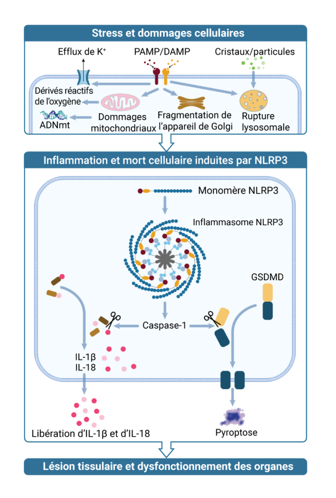 NLRP3-img-01