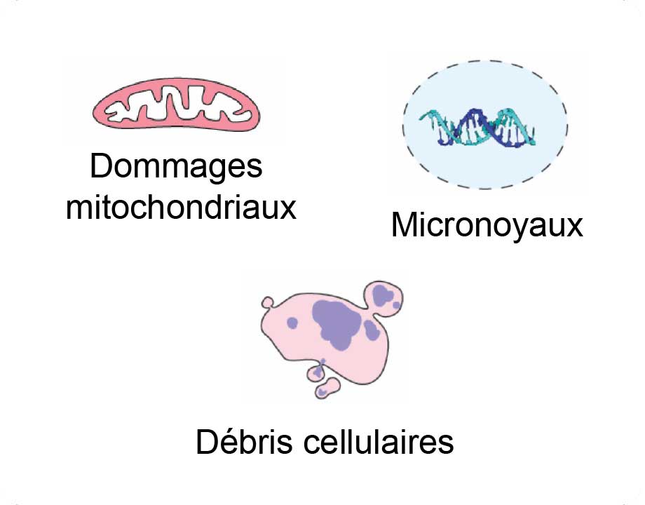 Aberrant Accumulation of cytoplasmic dsDNA - diagram